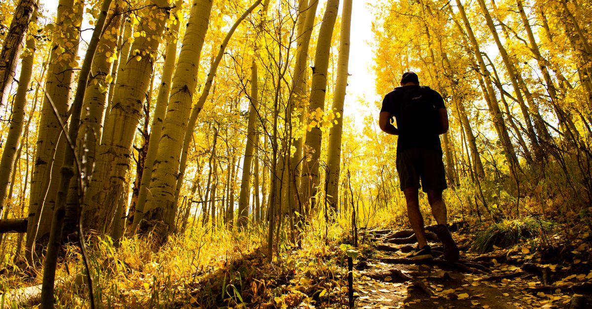 A hiker explores a vibrant autumn forest with golden aspen trees in Vail, Colorado.